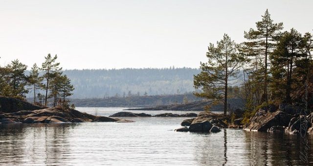 ЛЕКЦИЯ  «Тайны шхерных лесов. О хвойных растениях Национального парка «Ладожские шхеры» 16 сентября в 15.00. Лекторий «Природа Карелии»